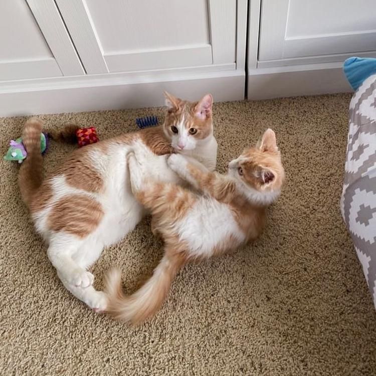 cat wrestling kitten