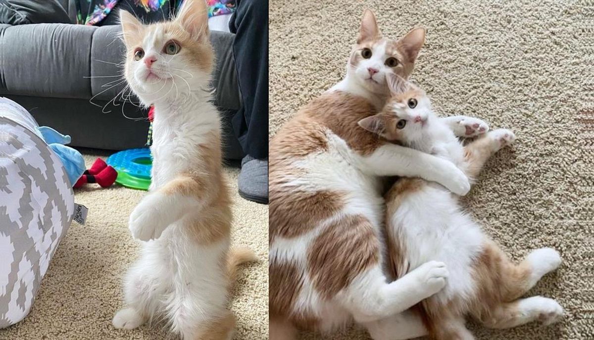 Wobbly Cat is Excited to Have Tripod Kitten as Family and Decides They'll Never Be Apart