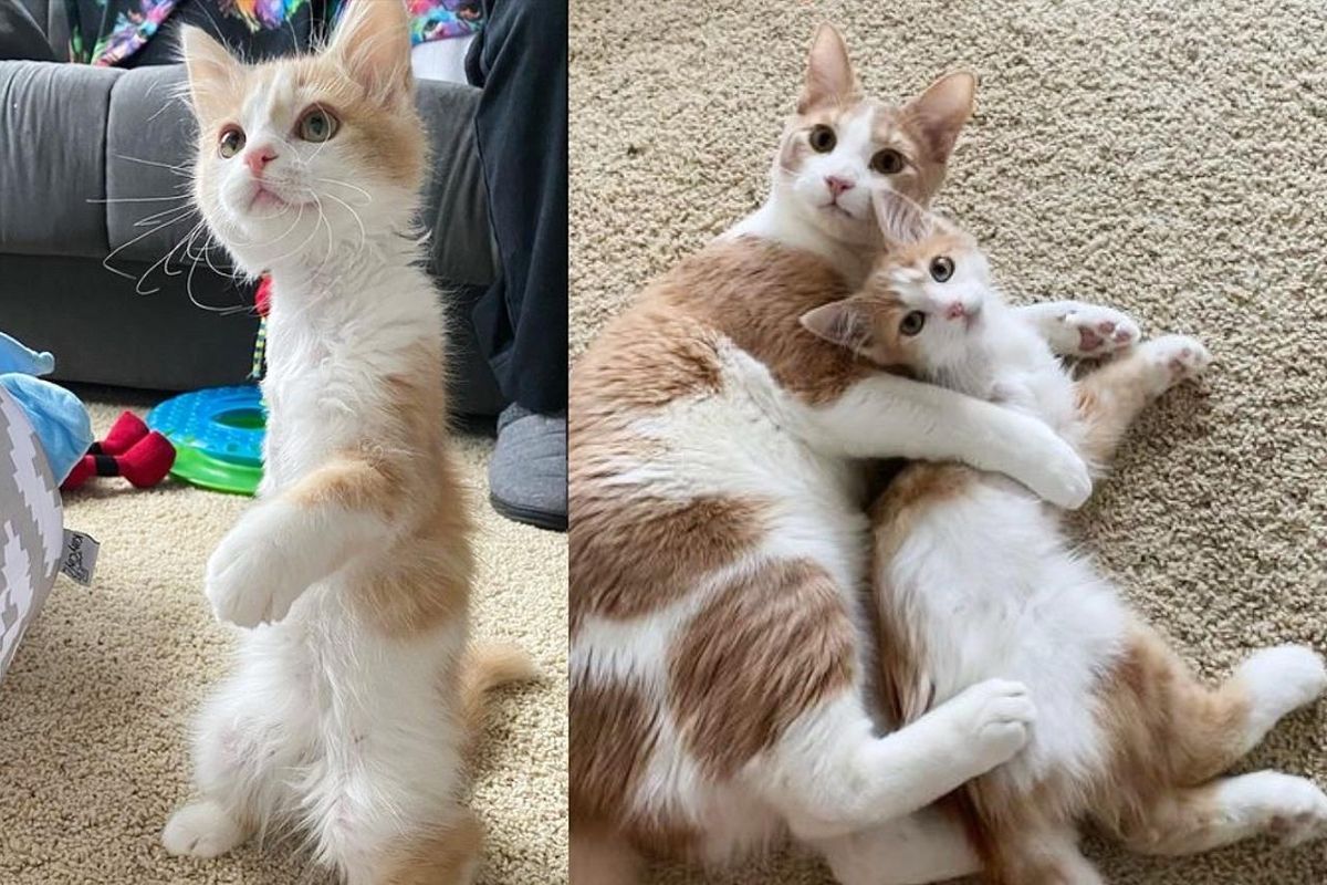 Wobbly Cat is Excited to Have Tripod Kitten as Family and Decides They'll Never Be Apart
