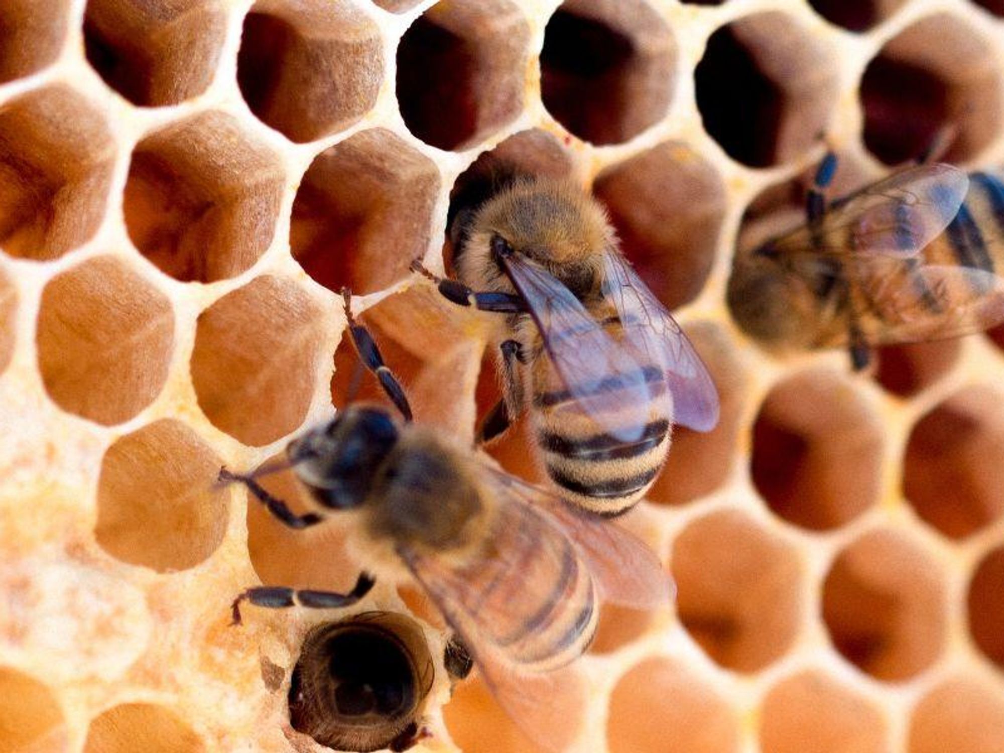 What to know about the world's first honeybee vaccine