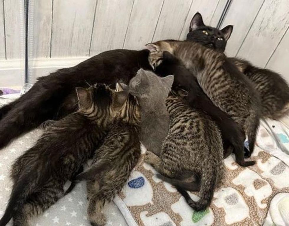 busy cat nursing kittens