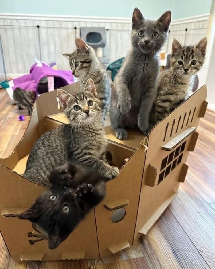 kittens box playing