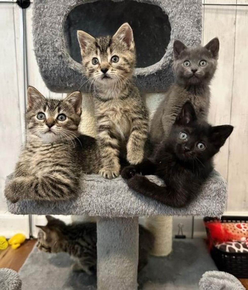 kittens lounging cat tree