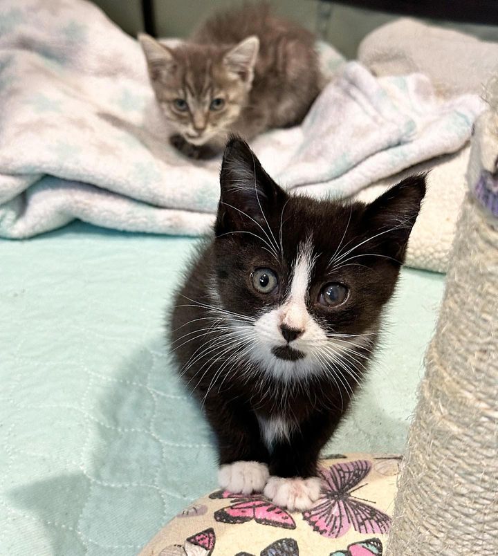 kittens best friends