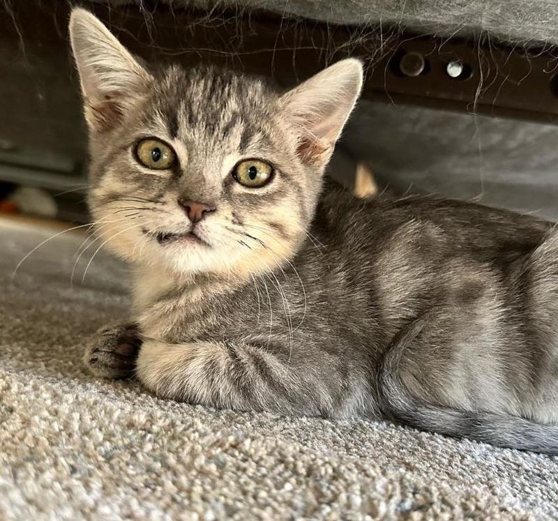 kitten with grin jaw