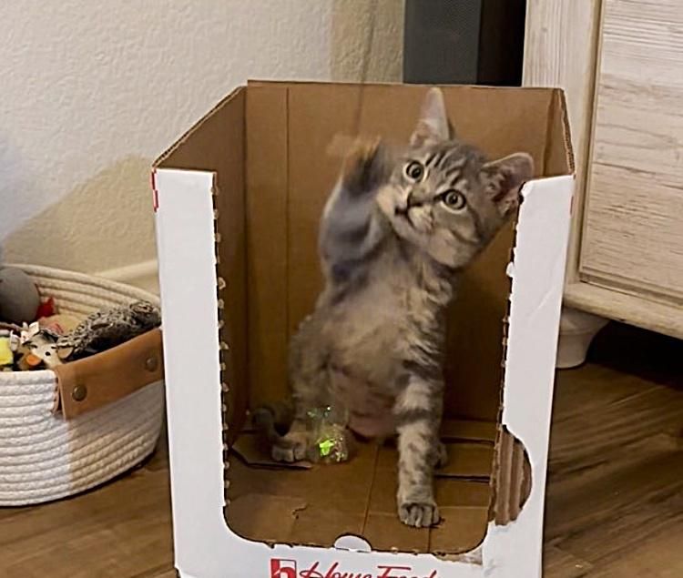 grey kitten playing