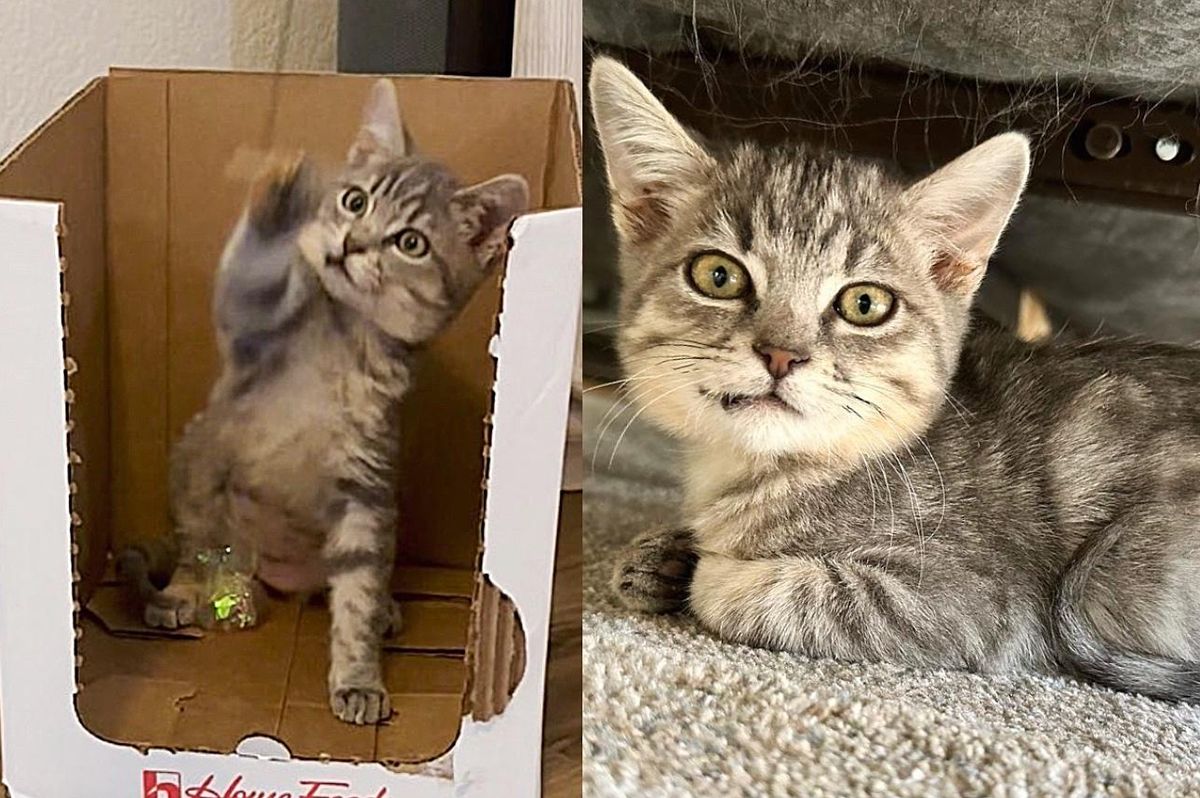Kitten Living Under Trailer Changes So Much Thanks to Kind People, Now Follows Her Brother Around for Life