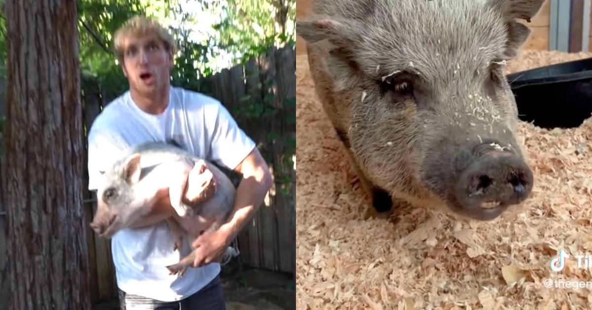 Screenshot of Logan Paul with his pet pig Pearl; Pearl after being rescued