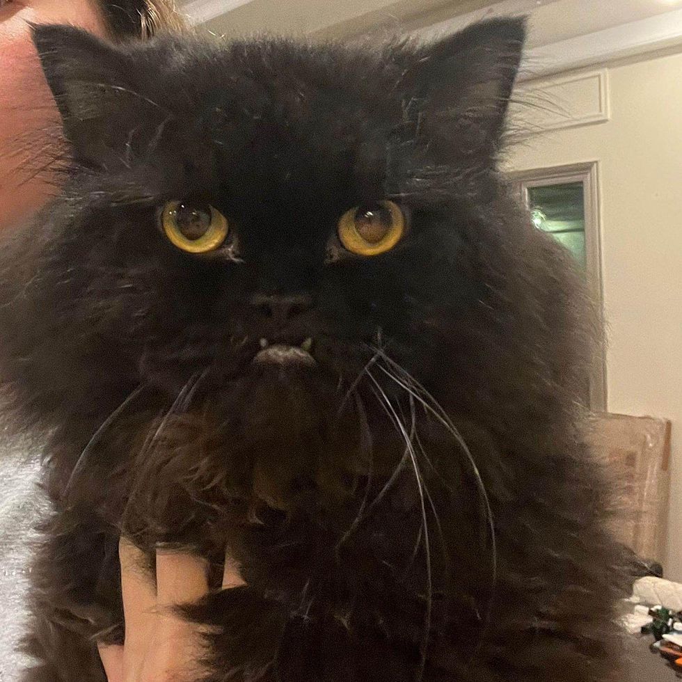 fluffy cat underbite