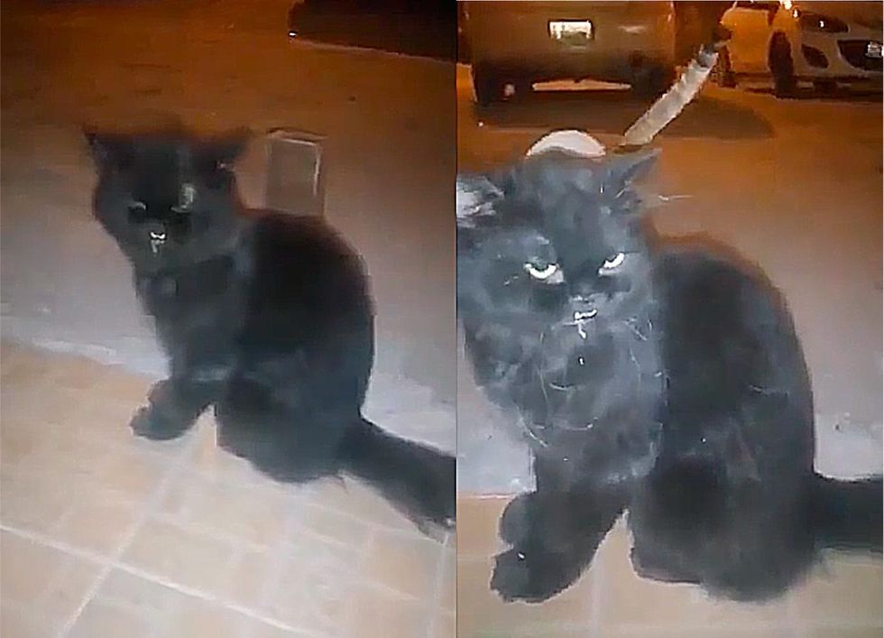 Stray Cat Comes Up to People Asking for Attention, Now He's a 'Giant ...