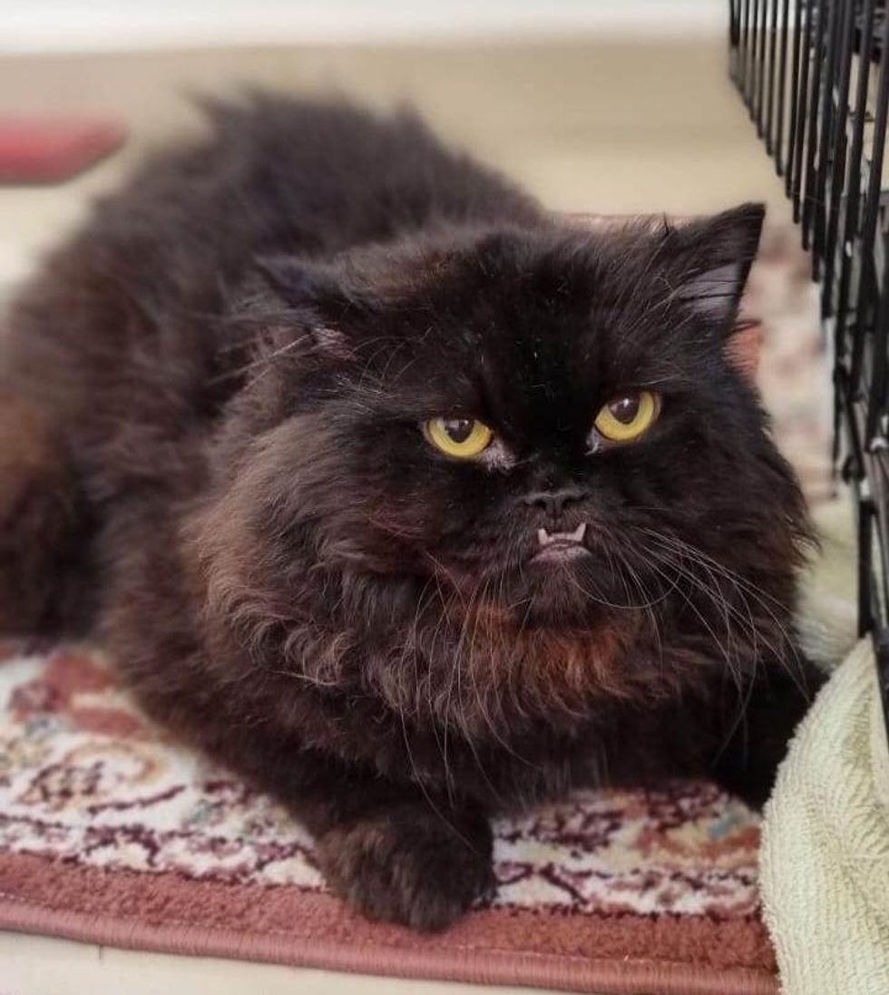 fluffy cat teeth dracula