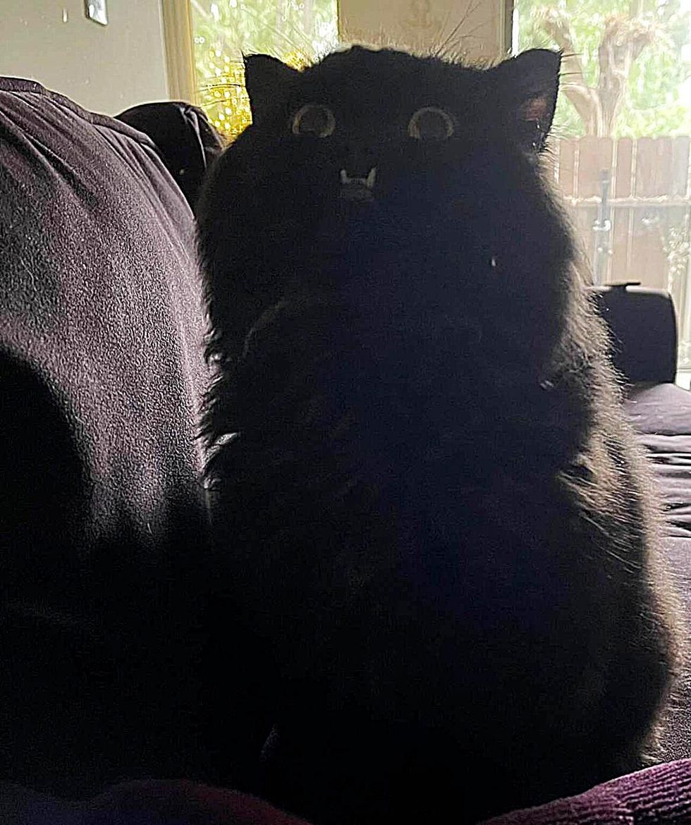 cat teeth dracula