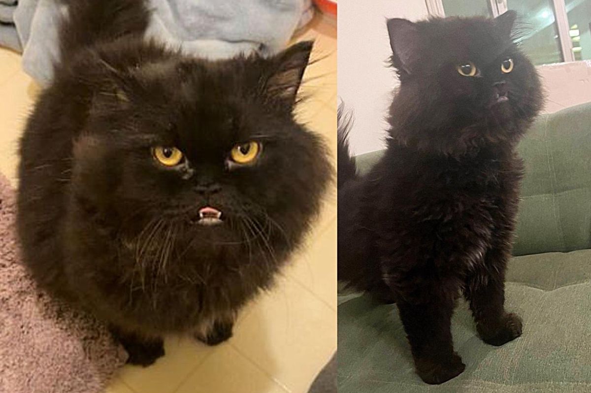 Stray Cat Comes Up to People Asking for Attention, Now He's a 'Giant Bear' Obsessed with Face Rubs