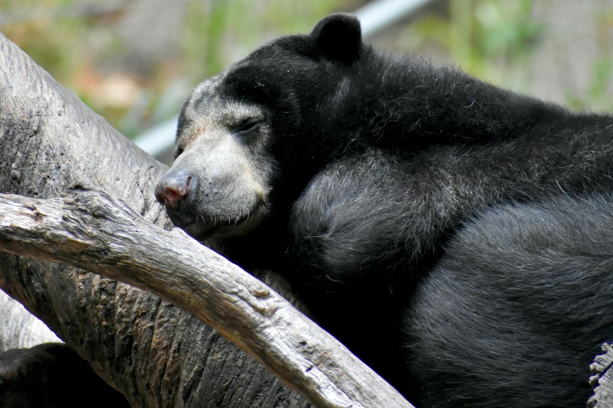 bear; family; Connecticut; bear hibernation