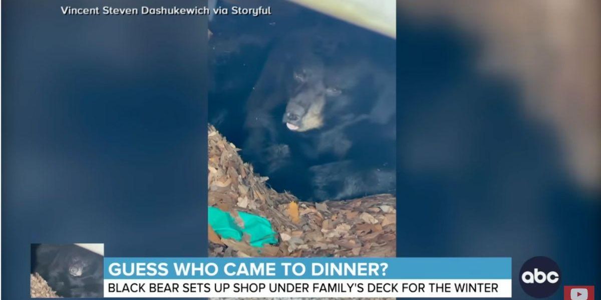 Family finds a hibernating bear under their pool deck - Vimarsana News