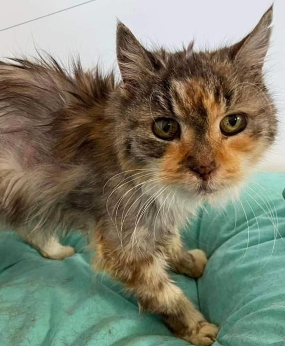 kneading older cat