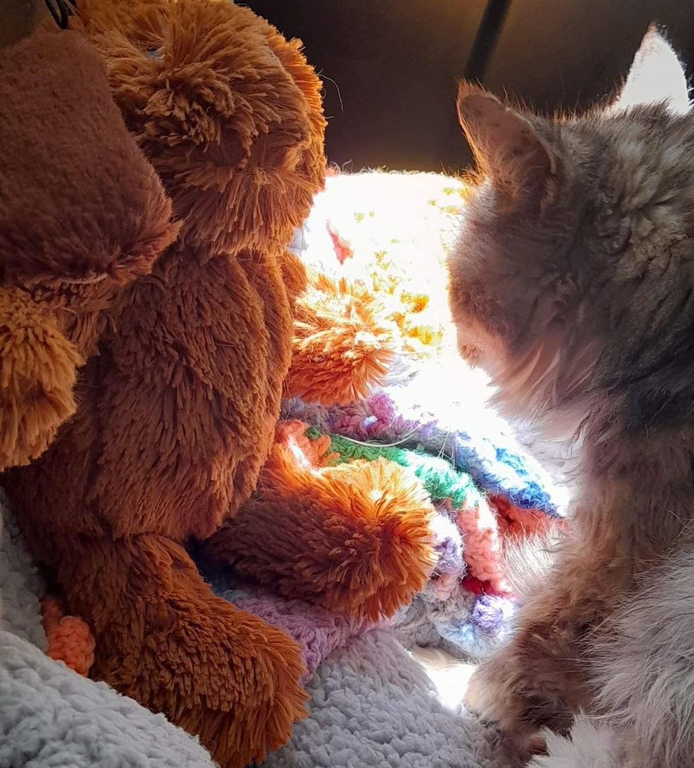 cat bed sunbeams