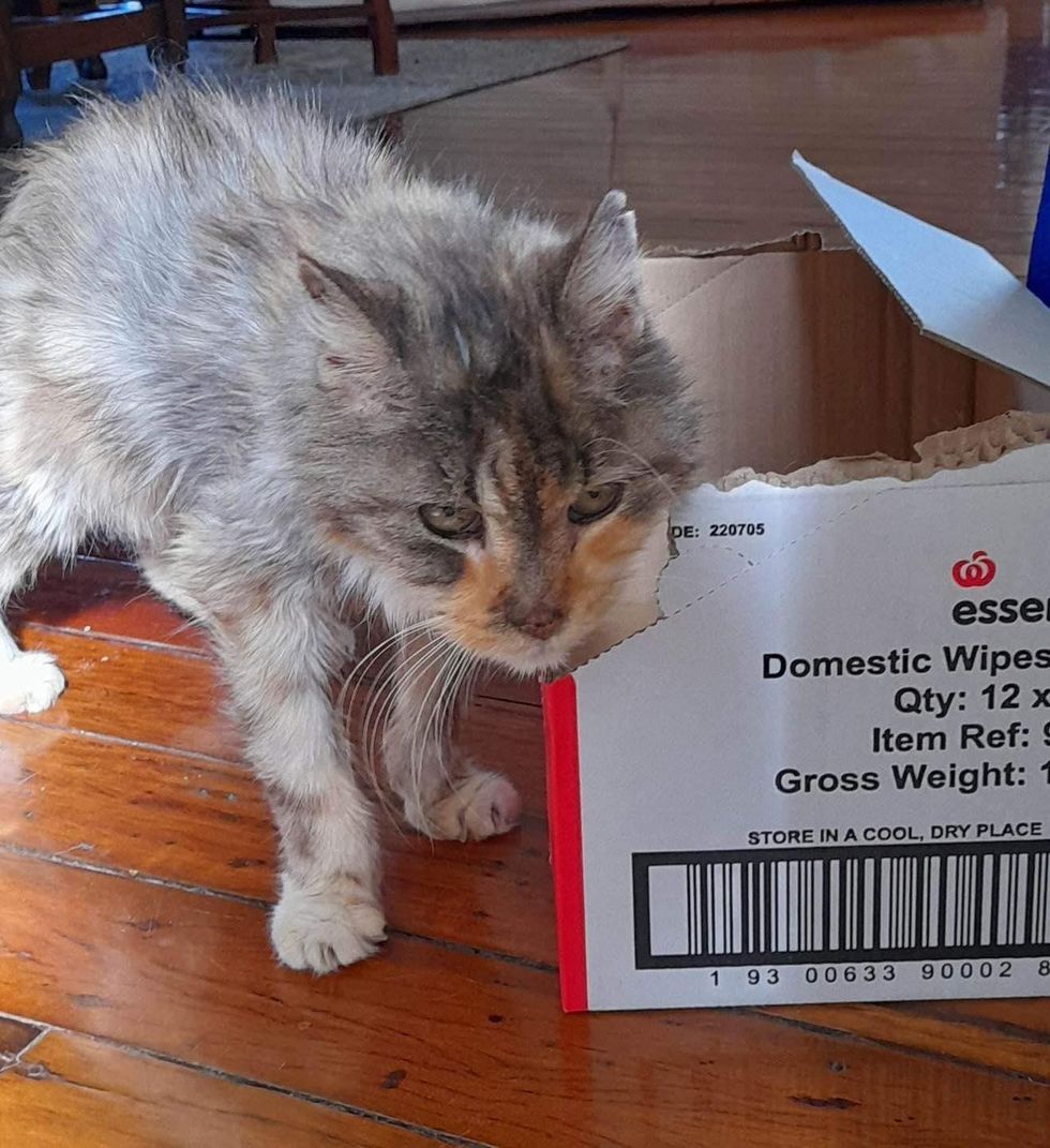 older cat boxes