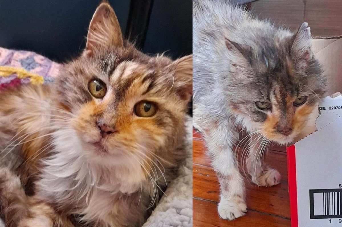 Cat Blossoms After She was Rescued at 22 Years Old, Now She Chases the Sun and Hogs the Bed