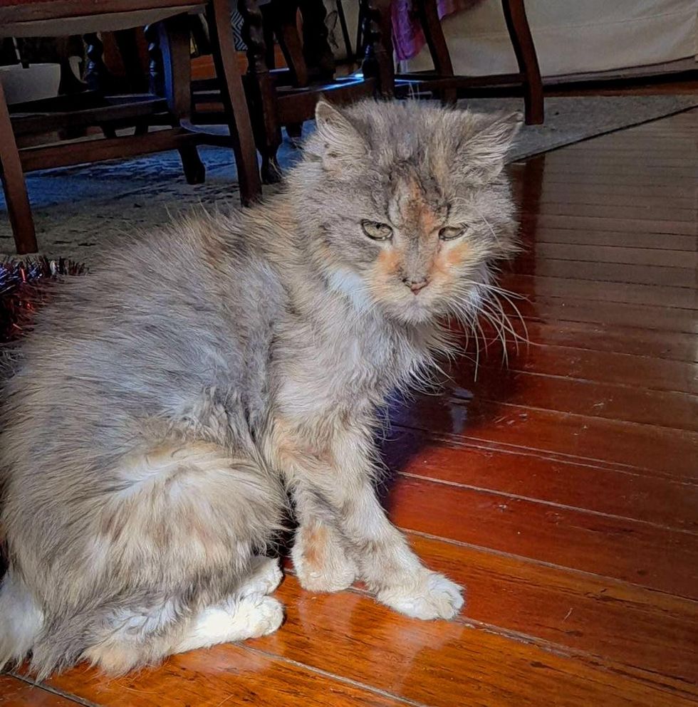 older cat sunbathing