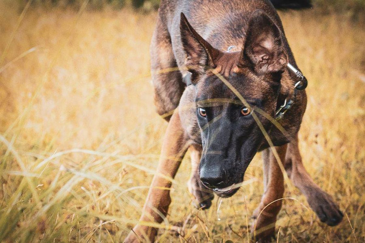 Belgian Malinois dog