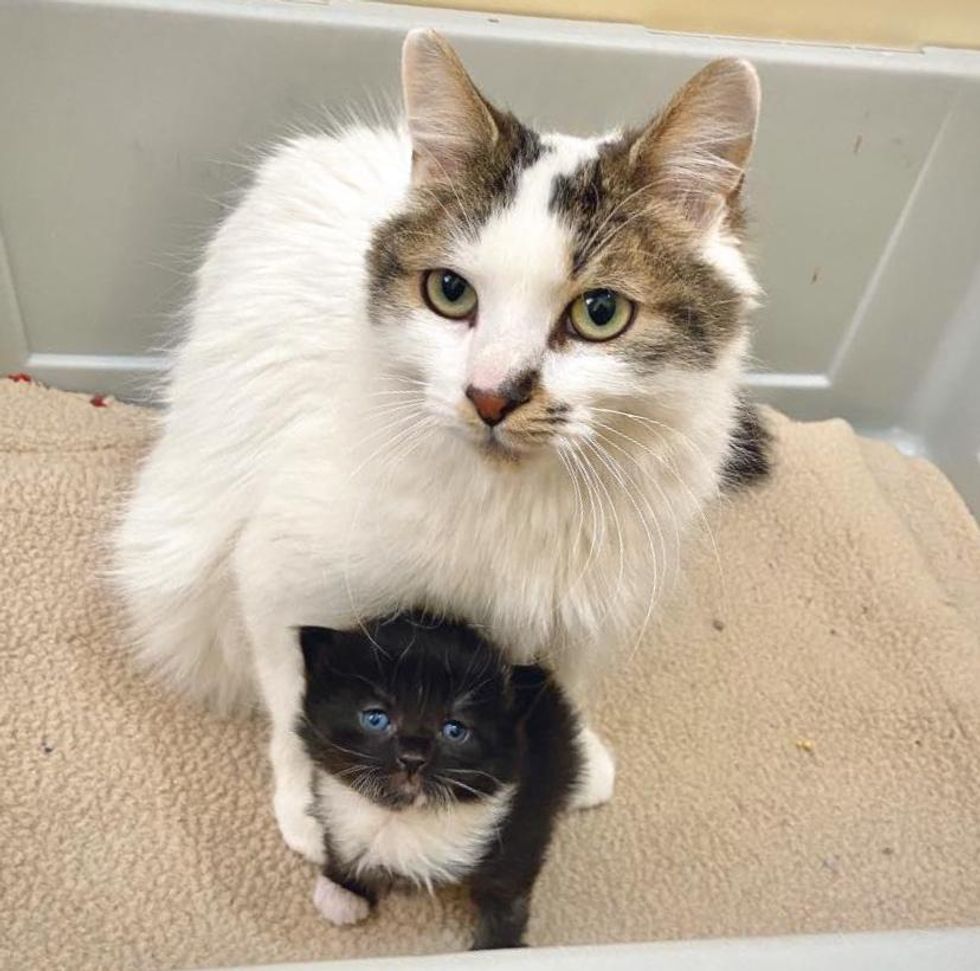 cat mom cuddles kitten