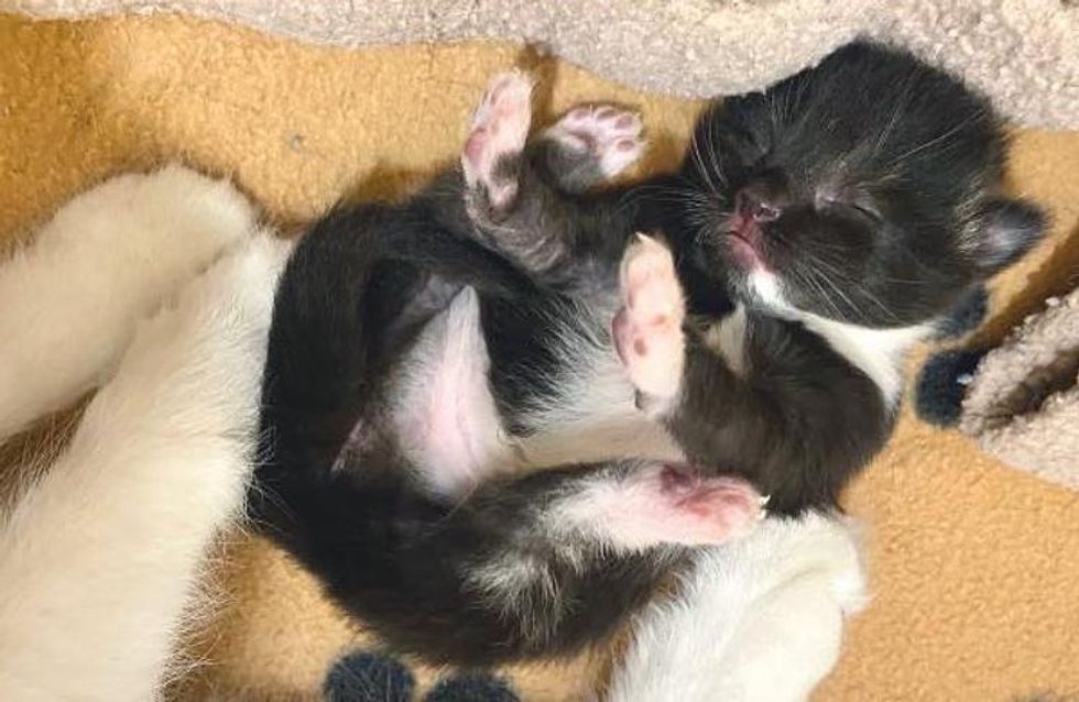 chunky tuxedo kitten