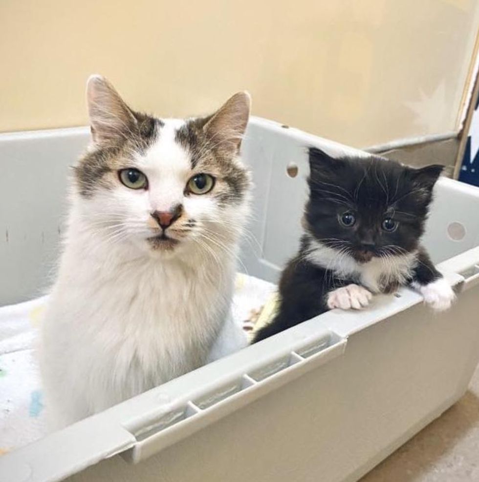 kitten feline  bonded pair