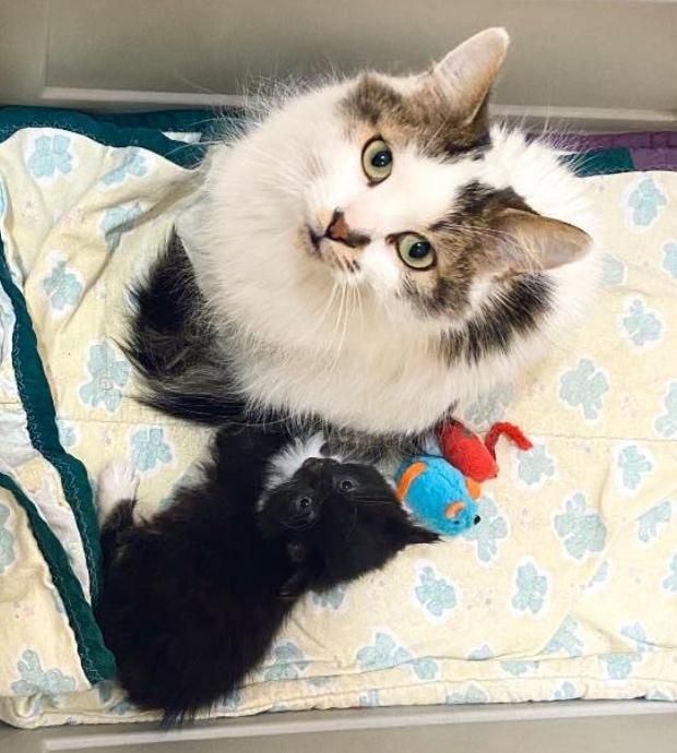 kitten cat mom bonded pair