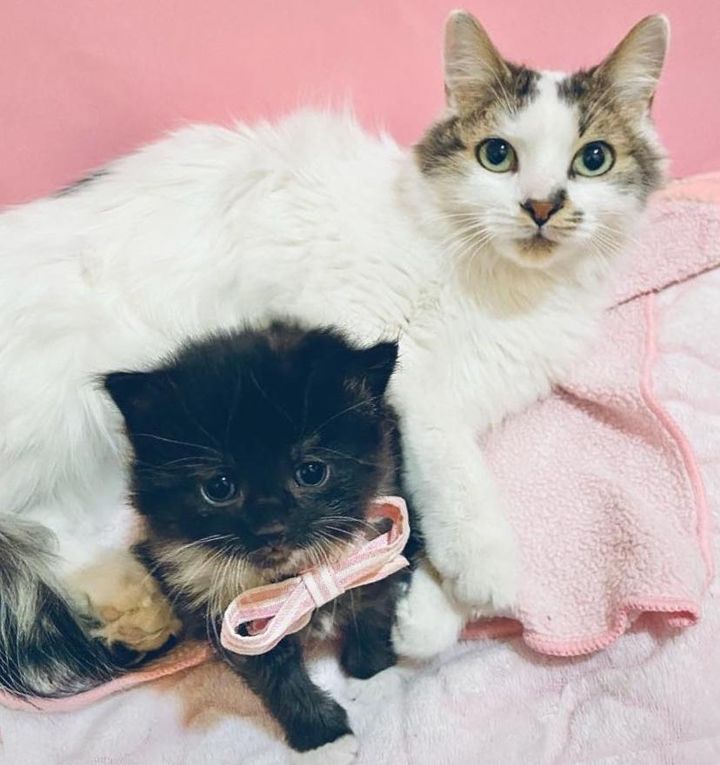 happy kitten cat bonded pair