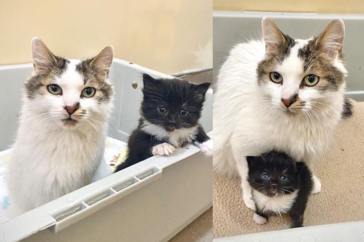 Cat Comes to Shelter and Stuns Everyone with a Kitten, Their Bond Grows Tighter Each Day