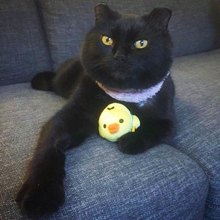 cat cuddles bird toy