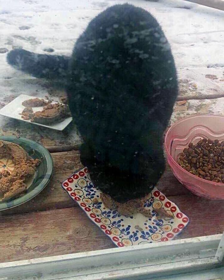 stray cat hungry