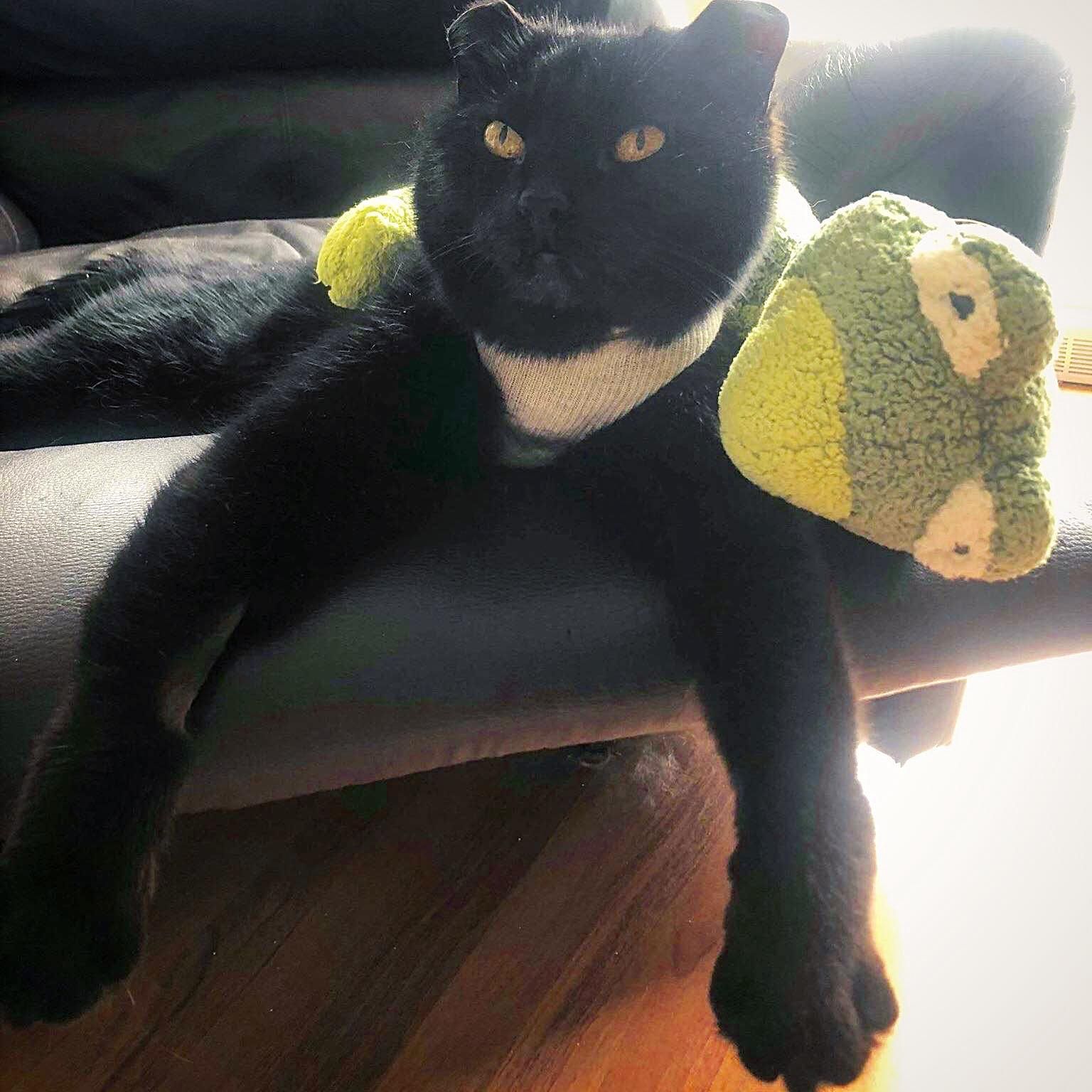 loving friends kitty cuddle costumes