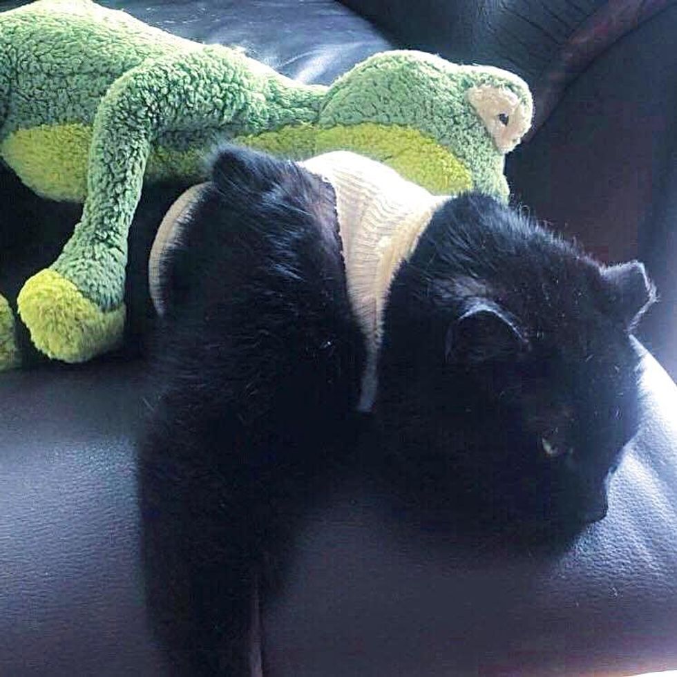 cat oscar snuggly frog