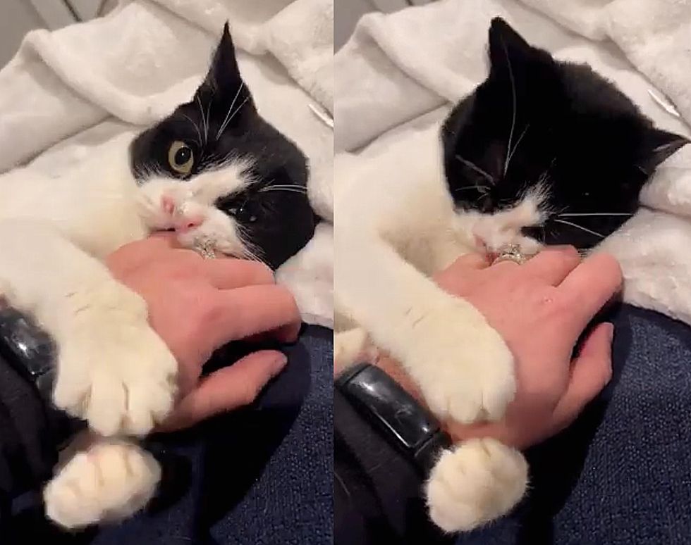 cat holds hand