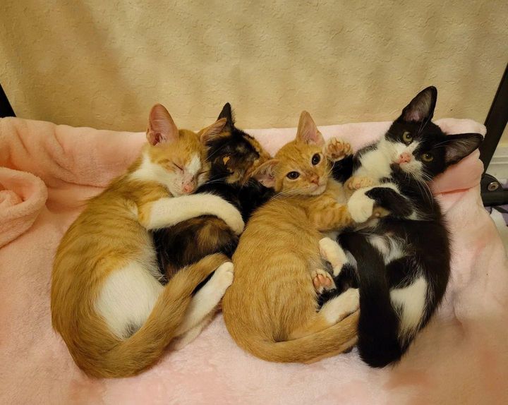 cuddly kittens hugs