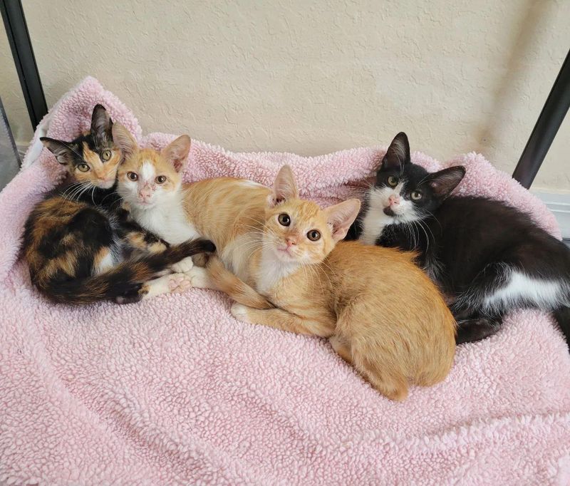 snuggly kittens pile