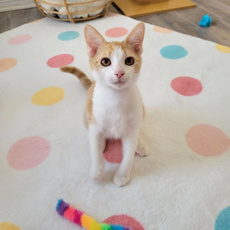 cute ginger white kitten