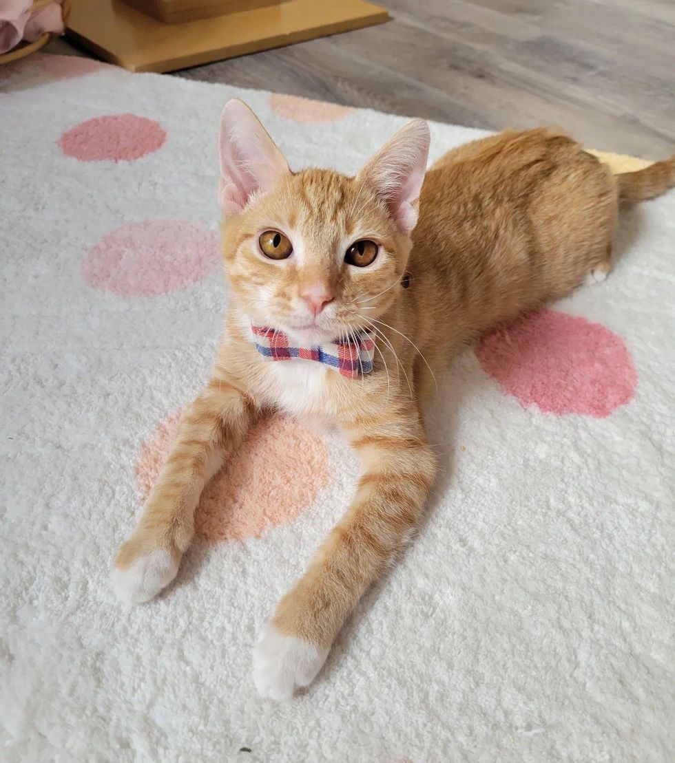 kitten with bowtie