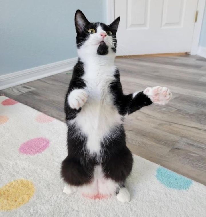 tuxedo standing cat