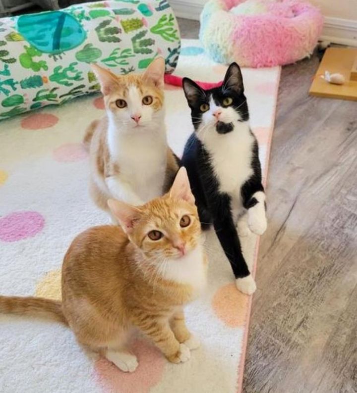 ginger tuxedo kitten cats