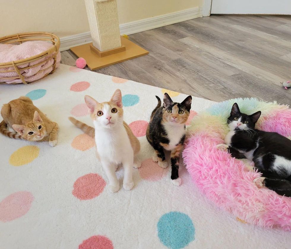 Kitten Sitting Outside a House Gets Help, Days Later Her Littermates ...