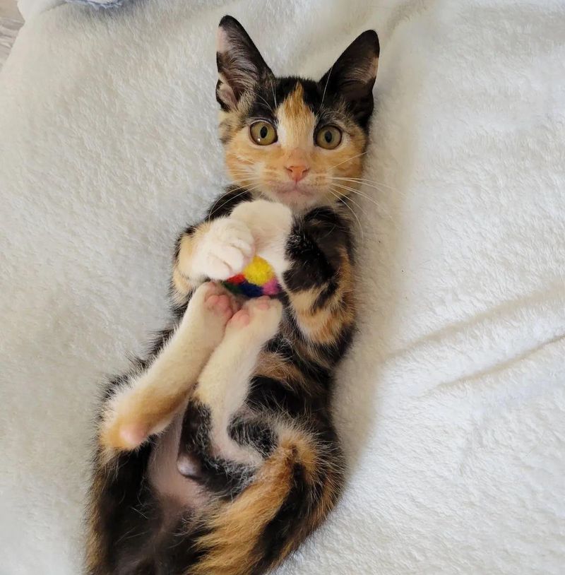 playful calico kitten