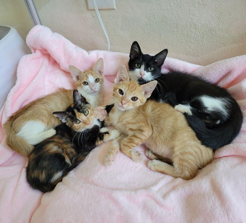 cuddle puddle kittens