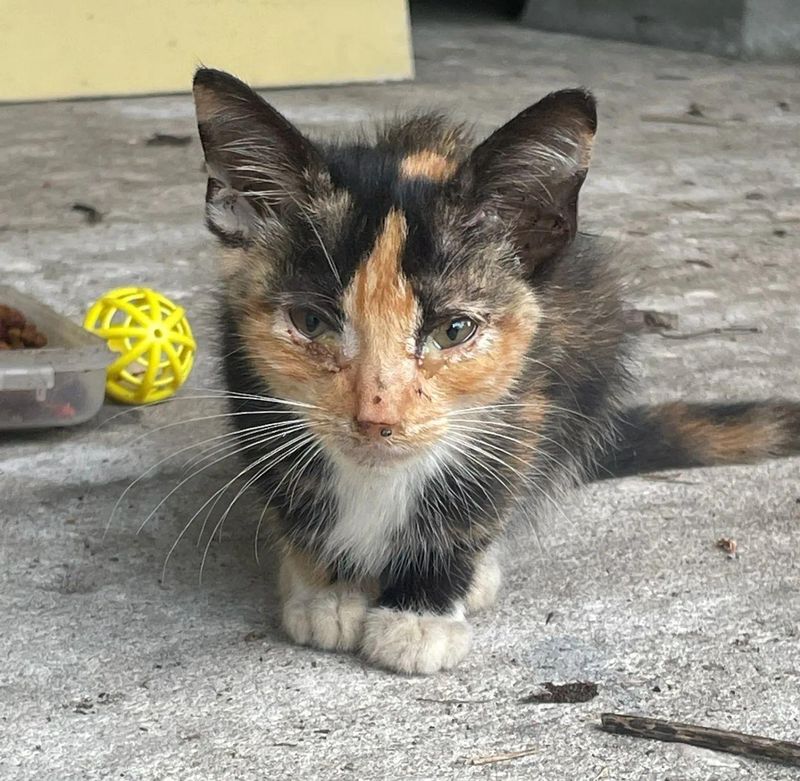 stray kitten calico