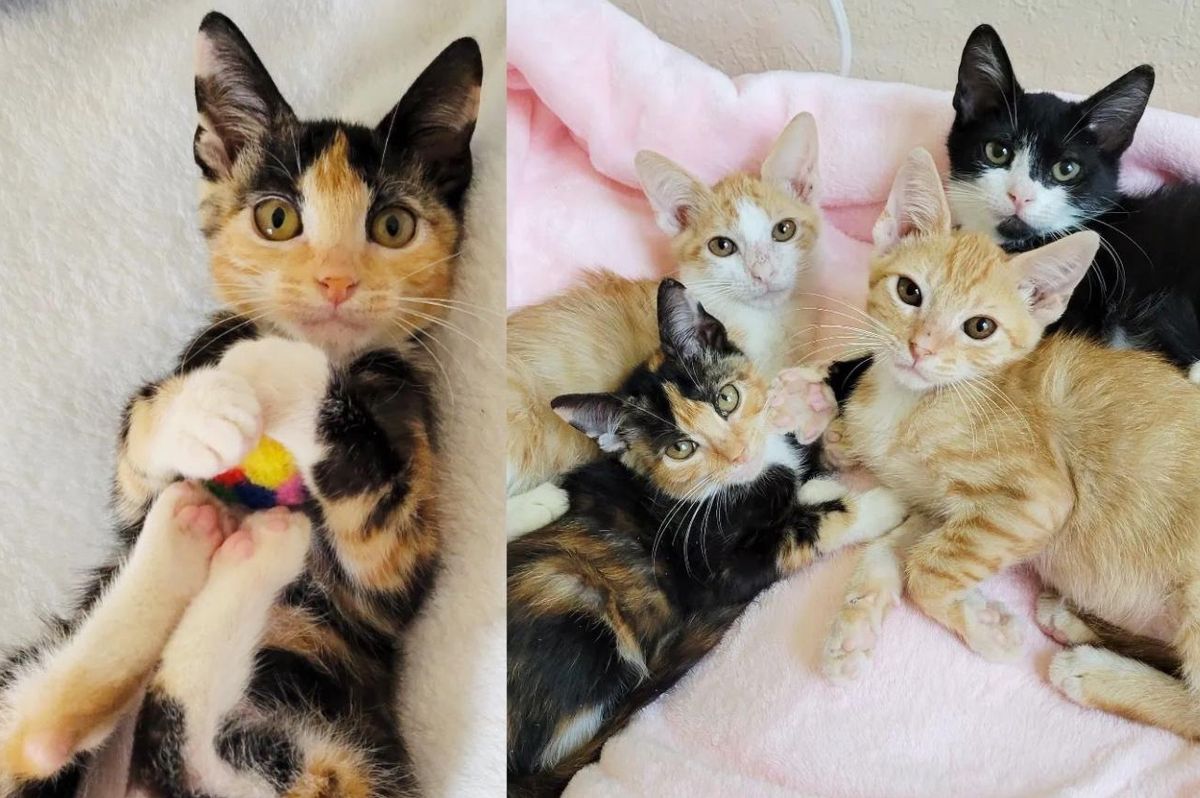 Kitten Sitting Outside a House Gets Help, Days Later Her Littermates Show Up in the Same Place