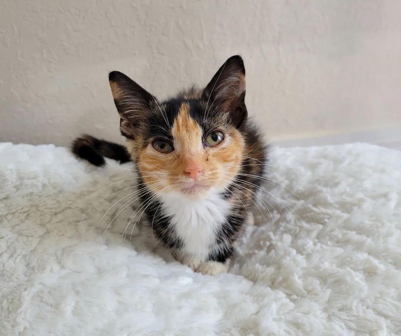 sweet calico kitten kneading