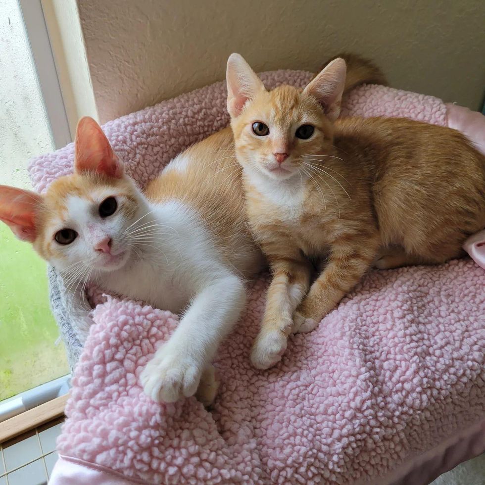 kittens brothers