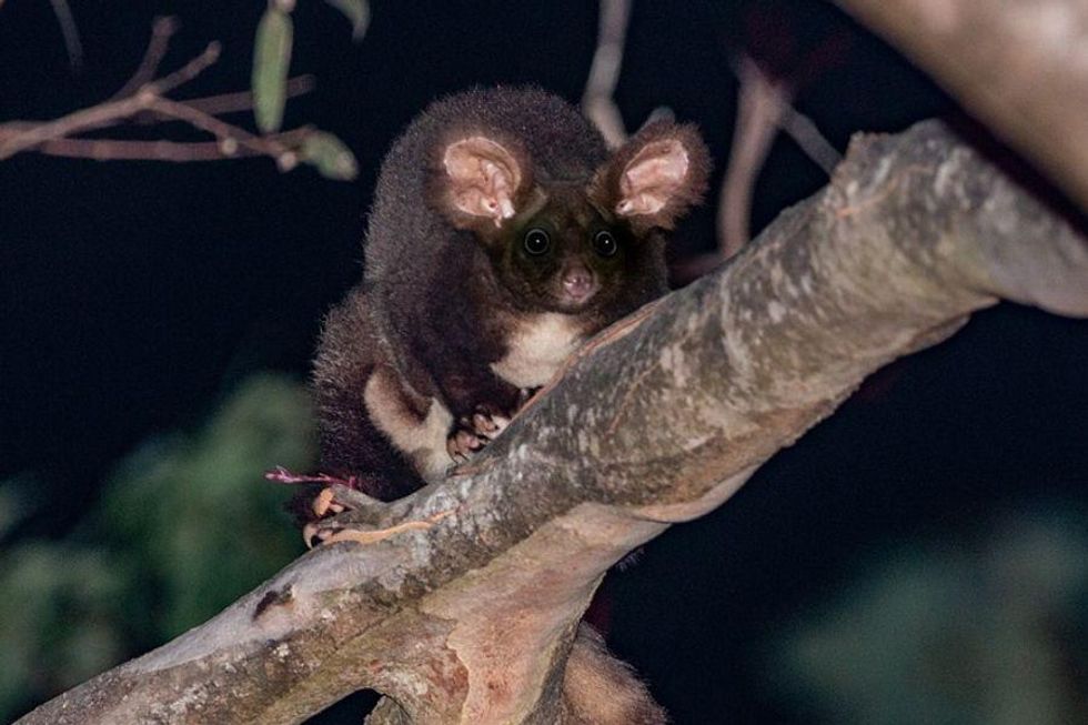 Ecologist 'burst into tears' seeing endangered gliders using boxes designed to save them
